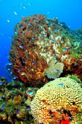 Roatan, Honduras. by Shawn Jackson 